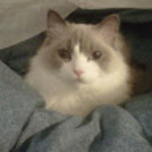 Meet your Posher, Norman